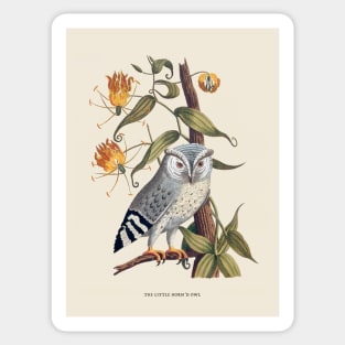 Owl Antique Naturalist Illustration Sticker